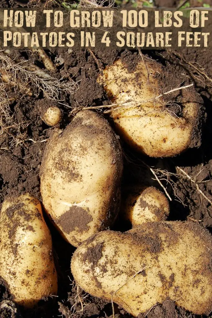 How To Grow 100 lbs Of Potatoes In 4 Square Feet 2 How To Grow 100 lbs Of Potatoes In 4 Square Feet - Potatoes can be grown as a fall/winter crop in warmer climate zones, so check out this great tip to maximize your space!