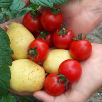 How To Grow Tomatoes And Potatoes On One Plant - I knew you could do this with certain trees and bushes, but not food. This post has made spring become more interesting. This process will save space and 1 plant 2 fruit is just pure awesome.
