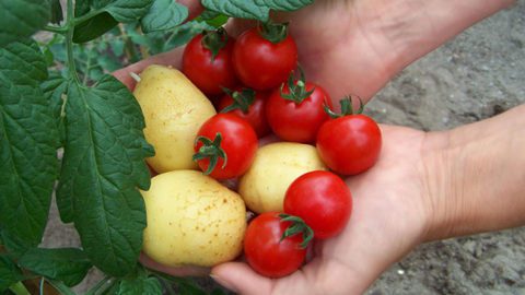 How to Grow Tomatoes and Potatoes on One Plant