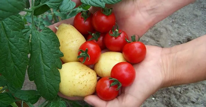 How To Grow Tomatoes And Potatoes On One Plant - I knew you could do this with certain trees and bushes, but not food. This post has made spring become more interesting. This process will save space and 1 plant 2 fruit is just pure awesome.