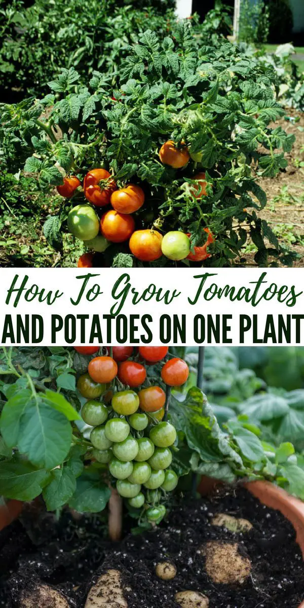 How To Grow Tomatoes And Potatoes On One Plant