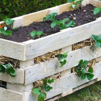 How to Make a Better Strawberry Pallet Planter - There are many places you can find pallets for free. Just make sure they are heat treated (HT) and safe to use.