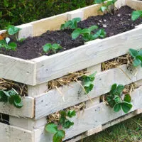 How to Make a Better Strawberry Pallet Planter - There are many places you can find pallets for free. Just make sure they are heat treated (HT) and safe to use.