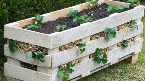 How to Make a Better Strawberry Pallet Planter
