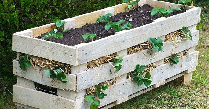 How to Make a Better Strawberry Pallet Planter - There are many places you can find pallets for free. Just make sure they are heat treated (HT) and safe to use.