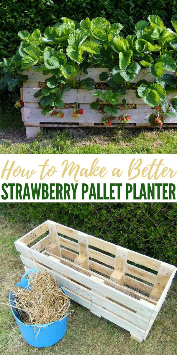 How to Make a Better Strawberry Pallet Planter - There are many places you can find pallets for free. Just make sure they are heat treated (HT) and safe to use.