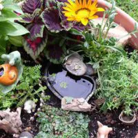 How To Build A Mini Water Garden Oasis In 3 Different Styles - As many of you know I try to have a wide mix of DIY projects that not only help you become more self reliant and prepared for hard times but also I like to find awesome projects like this one that can test you creative skills and save you a lot of money by building your own.