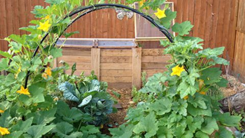 How To Build a Squash Arch