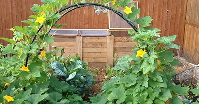 How To Build a Squash Arch - You can build many of these that provide a beautiful garden structures that produces amazing squash and won't break the bank! I will be doing this project this year as I am growing butternut squash for the first time.