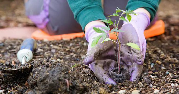 Garden Planting Calendar When To Exactly Start Your Crops Garden Planting Calendar When To Exactly Start Your Crops This Seed Calculator Tells You