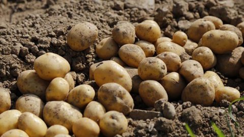How To Grow Potatoes Off The Grid