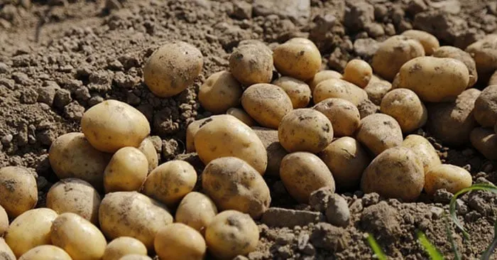 How To Grow Potatoes Off The Grid - When living off the grid, potatoes should be a major storage crop grown in your garden. They’re not difficult to grow, taste delicious, and are packed with energy. Keep in mind that there are tons of ways to learn how to grow potatoes (some of which are easier than others).