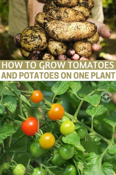 How To Grow Tomatoes And Potatoes On One Plant - I knew you could do this with certain trees and bushes, but not food. This post has made spring become more interesting. This process will save space and 1 plant 2 fruit is just pure awesome.