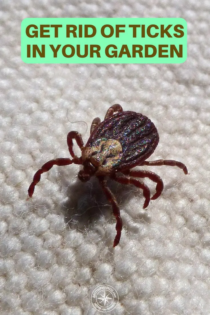 How To Get Rid Of Ticks In Your Garden - How To Get Rid Of Ticks On Large Property