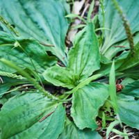 This Little Weed is One of the Most Useful Medicines on the Planet - This weed is one of about 100 plants that clean and correct impure conditions of the blood and the eliminative tissues and organs.