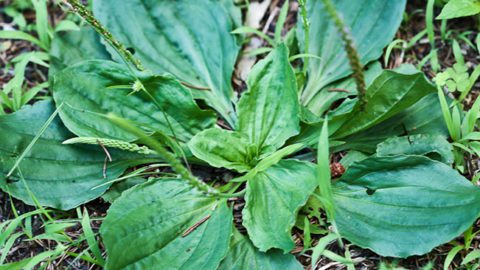 This Little Weed is One of the Most Useful Medicines on the Planet
