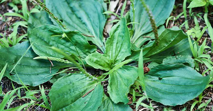 This Little Weed is One of the Most Useful Medicines on the Planet - This weed is one of about 100 plants that clean and correct impure conditions of the blood and the eliminative tissues and organs.