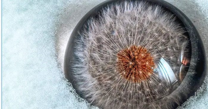 How To Make A Beautiful Dandelion Globe - These actually sell for 75 bucks so if you get good at it you could sell some on the side or make them for presents. They truly are amazing