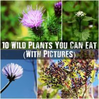 10 Wild Plants You Can Eat - In the wild, you can&rsquo;t be picky about what to eat. In some cases, you&rsquo;ll have no choice but to forage. Foraging for wild edible plants can be a great way to stay nourished. However, you need to make sure you&rsquo;re picking the right plants. If you pick the wrong ones, you could become very sick. or worse.