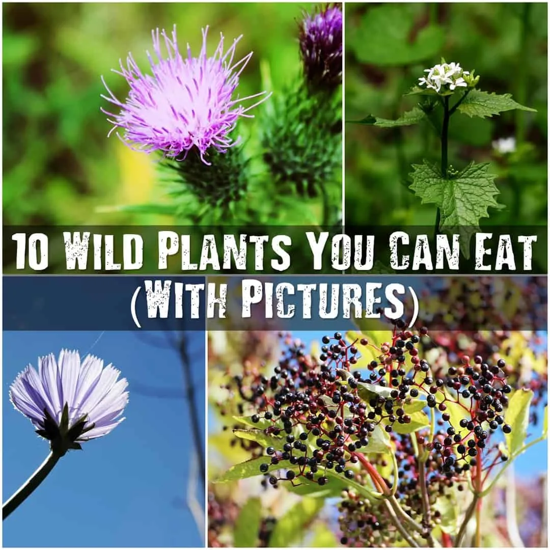10 Wild Plants You Can Eat - In the wild, you can’t be picky about what to eat. In some cases, you’ll have no choice but to forage. Foraging for wild edible plants can be a great way to stay nourished. However, you need to make sure you’re picking the right plants. If you pick the wrong ones, you could become very sick. or worse.