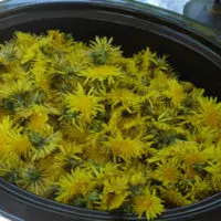 A Yummy Collection Of Dandelion Recipes To Try Out - There are a lot of benefits for incorporating dandelions into your diet. The health benefits of dandelion include relief from liver disorders, diabetes, urinary disorders, acne, jaundice, cancer and anemia. It also helps in maintaining bone health, skin care and is a benefit to weight loss programs.