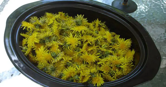 A Yummy Collection Of Dandelion Recipes To Try Out - There are a lot of benefits for incorporating dandelions into your diet. The health benefits of dandelion include relief from liver disorders, diabetes, urinary disorders, acne, jaundice, cancer and anemia. It also helps in maintaining bone health, skin care and is a benefit to weight loss programs.