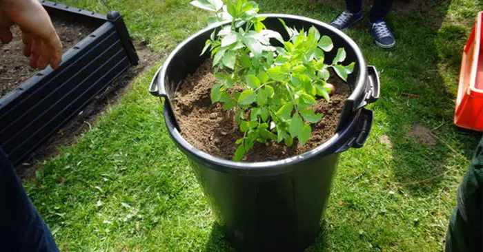 Diy Growing Potato Tower With Turning Bins Diy Growing Potato Tower With Turning Bins