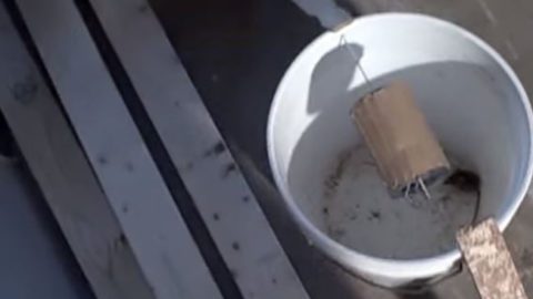 How To Build A Self-Resetting Mouse Trap (Upgrade to a bigger barrel to catch RATS)