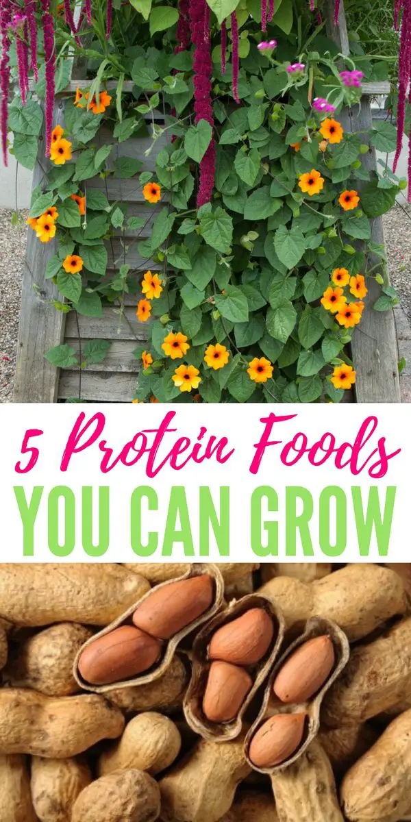 5 Garden Crops You Need To Grow That Give The Most Protein