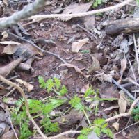 8 Snares And Traps You Need To Know How To Make - See 8 easy traps and snares that I personally think we all should at least have a go at making and getting more familiar with.