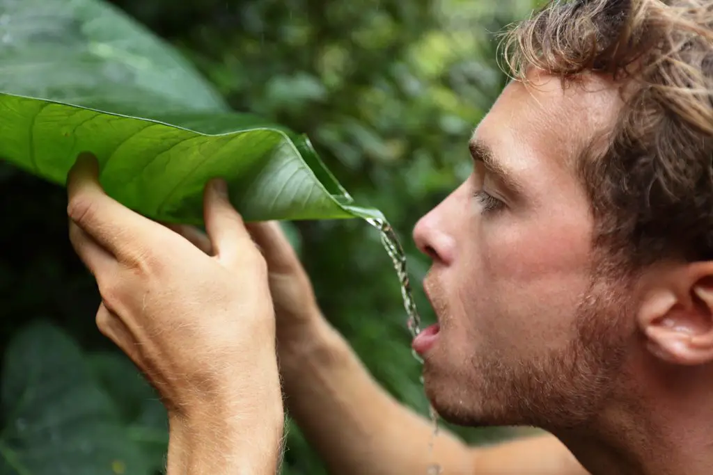 Guy drinking water from a leaf