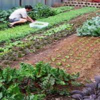 How Much You Should Plant To Feed Your Family For A Year - Think about how much your food your family would need to survive for a year if SHTF. Deciding how large your vegetable garden will be requires a number of factors; how many members, what types of vegetables they like and the ability to store the excess. This will help!