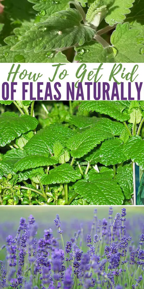 How To Get Rid Of Fleas Naturally - Fleas are a pain in the butt. If you’ve noticed that you are getting more and more fleas around the house, but don’t want chemicals on your pet or in your abode, here are some less harsh ways to combat fleas. Stop using the chemicals, make your own.