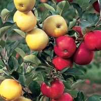 How To Grow Multiple Different Fruits On One Tree - Now is the time to get grafting different fruits to one base tree so you can have a brilliant variety of fruits from one main tree! Sound like science fiction but you honestly can do this, it’s really easy and once you do one, you will want to do more!