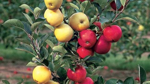 How to Grow Multiple Different Fruits on One Tree