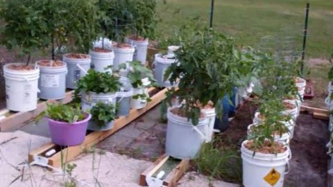 Automating your Garden for Efficiency