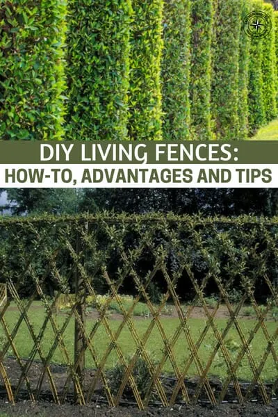 DIY Living Fences: How-To, Advantages and Tips - What a perfect addition to any sized garden. Cheap and easy to do, you would be mad not to have this type of fence in your garden.
