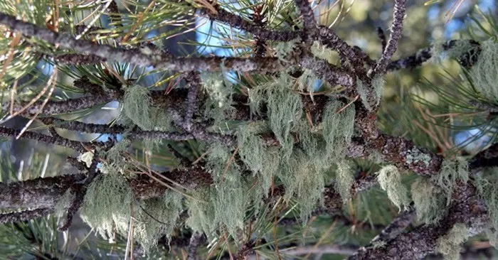 Medicinal Uses of Usnea, Old Man's Beard - Usnea has long been used therapeutically in many traditional systems including Chinese, European and Native American herbal medicine. One of the most important therapeutically active components in usnea is usnic acid, which has potent antibiotic properties.
