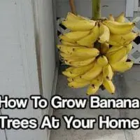 How To Grow Banana Trees At Your Home — Nothing says the tropics quite like the sight of a grove of banana trees. The good news is that these versatile and tasty fruit-bearing trees aren’t exclusive to the tropics, although they do tend to grow best in warm and humid climates.