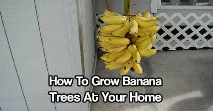 How To Grow Banana Trees At Your Home — Nothing says the tropics quite like the sight of a grove of banana trees. The good news is that these versatile and tasty fruit-bearing trees aren’t exclusive to the tropics, although they do tend to grow best in warm and humid climates.