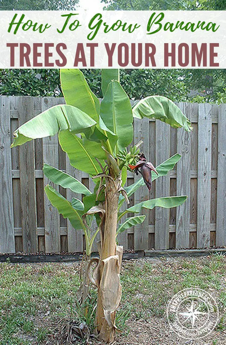 How To Grow Banana Trees At Your Home — Nothing says the tropics quite like the sight of a grove of banana trees. The good news is that these versatile and tasty fruit-bearing trees aren’t exclusive to the tropics, although they do tend to grow best in warm and humid climates.