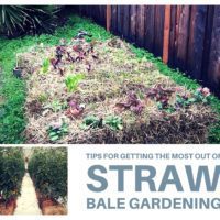 Tips for Getting the Most out of Straw Bale Gardening - Straw Bale Gardening is container gardening taken to the next level. As the straw inside the bale starts to decompose and creates the perfect environment for your seedlings.
