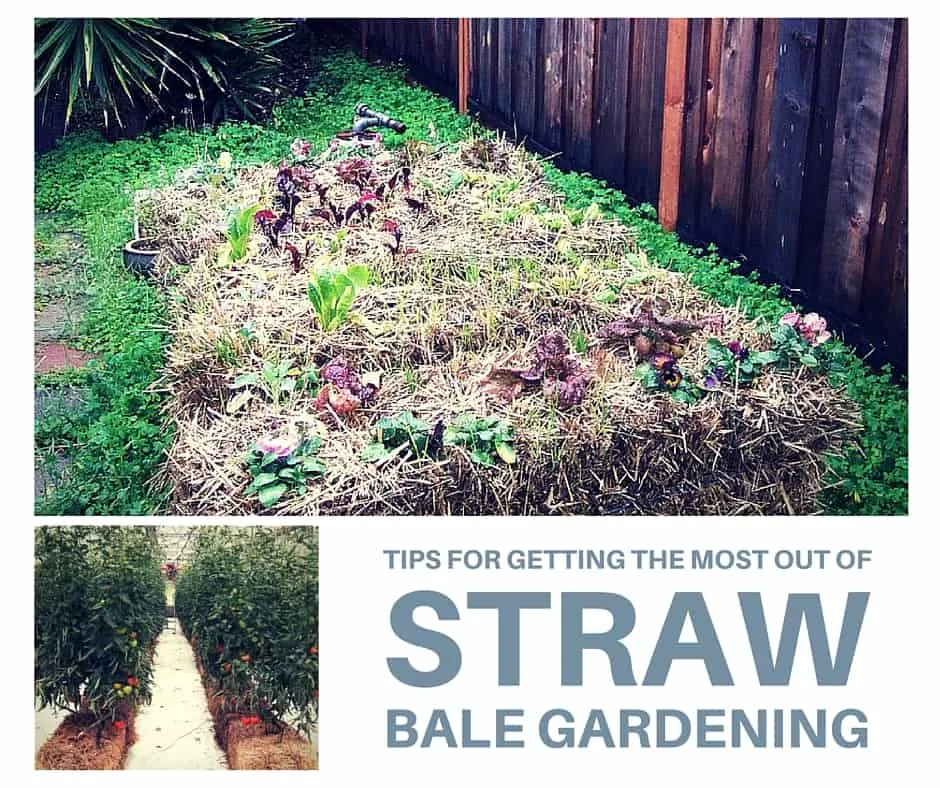 Tips for Getting the Most out of Straw Bale Gardening - Straw Bale Gardening is container gardening taken to the next level. As the straw inside the bale starts to decompose and creates the perfect environment for your seedlings.