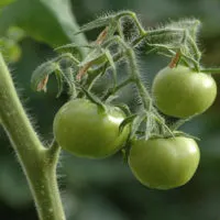16 Foods You Can Regrow From Scraps - Become self sufficient and save a lot of cash by regrowing food from your scraps today! I do this all year round. I have literally saved thousands over years that I have been doing this!