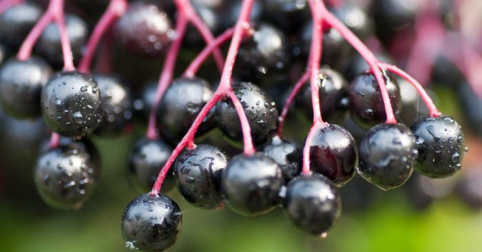 July through October is elderberry harvesting time, depending of course on your zone. Called a bush, that's actually a tree and yet in the honeysuckle family, elderberries can grow in most areas of the US and Canada.