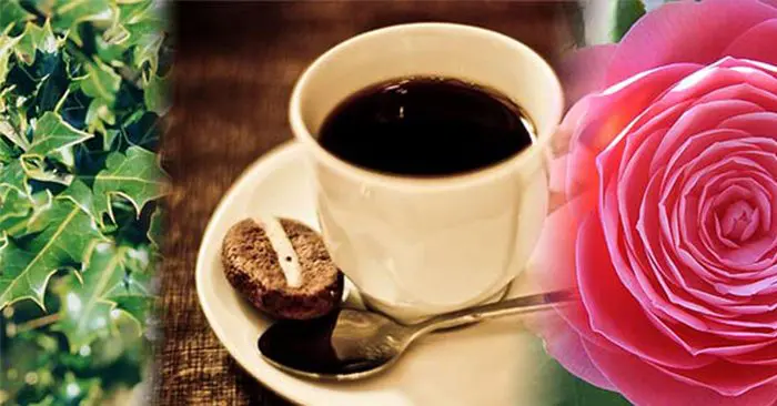 How To Make Caffeine Drinks From Regular Plants Grown At Home - this information could be used to your advantage in a survival situation as caffeine is proven to give you mental awareness and take the edge of a sleepy morning. Also you could make beverages for barter.