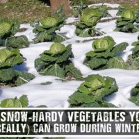 8 Snow-Hardy Vegetables You (Really) Can Grow During Winter -