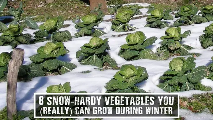 8 Snow-Hardy Vegetables to Grow During Winter