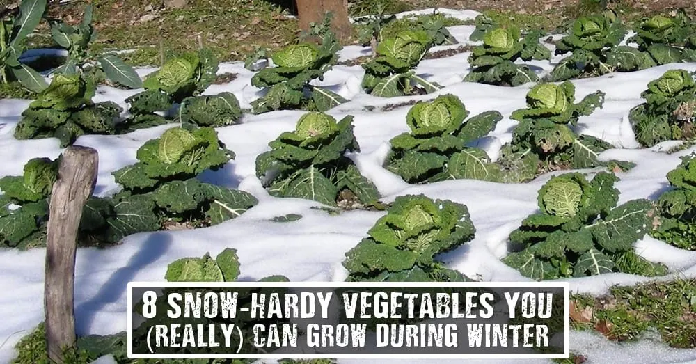 8 Snow-Hardy Vegetables You (Really) Can Grow During Winter - Winter will be here soon, so it's time to start thinking about what vegetables you can grow easily in your survival garden that can make it through the harsh weather. Image by pxleyes.com