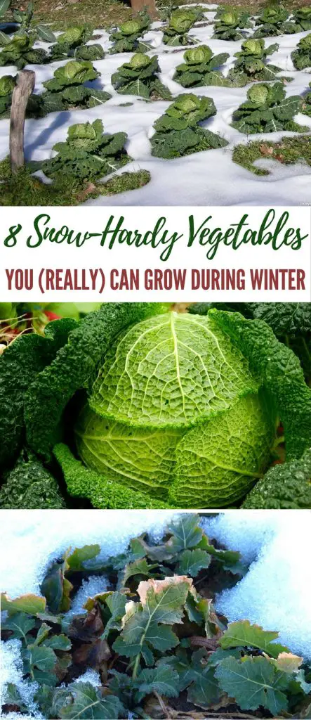 8 Snow-Hardy Vegetables You (Really) Can Grow During Winter - Winter will be here soon, so it's time to start thinking about what vegetables you can grow easily in your survival garden that can make it through the harsh weather. Image by pxleyes.com